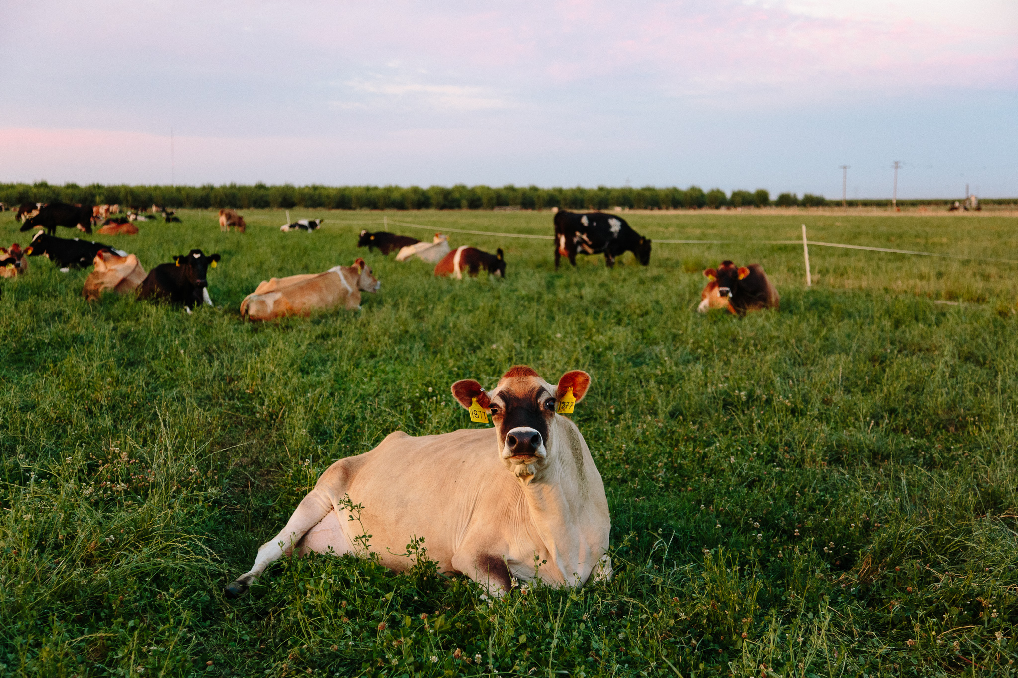 cows IMGL6786